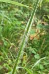 Bromopsis ramosa