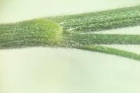 Bromopsis ramosa