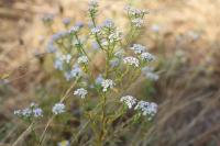 Iberis amara