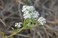 Iberis amara