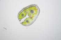 Festuca ovina
