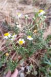 Matricaria chamomilla