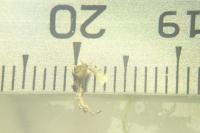 Najas minor