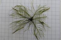 Myriophyllum verticillatum