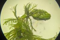 Myriophyllum verticillatum