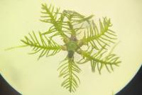 Myriophyllum verticillatum