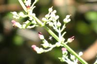 Scrophularia auriculata