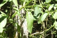 Scrophularia auriculata