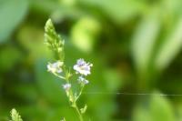Veronica anagallis-aquatica