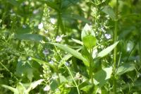 Veronica anagallis-aquatica