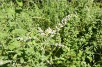 Mentha suaveolens