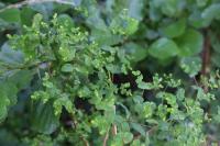 Euphorbia stricta