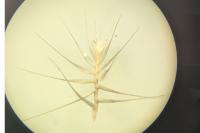 Cynosurus echinatus