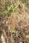 Cynosurus echinatus