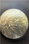 Cynosurus echinatus