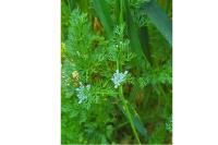 Scandix pecten-veneris