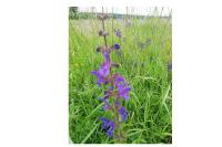 Salvia pratensis