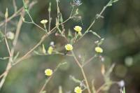 Lactuca serriola