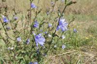 Cichorium intybus
