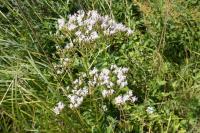 Valeriana officinalis