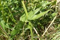 Valeriana officinalis