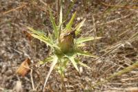 Carthamus lanatus