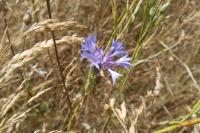 Cyanus segetum