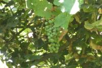 Vitis vinifera