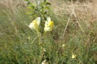 Linaria vulgaris