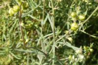 Linaria vulgaris