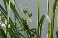 Sparganium erectum