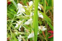 Platanthera chlorantha