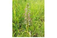 Himantoglossum hircinum