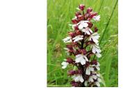 Orchis purpurea