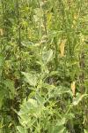 Althaea officinalis