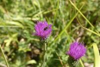 Cirsium dissectum