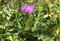 Cirsium acaulon