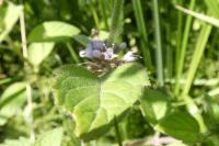 Mentha arvensis