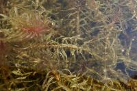 Elodea nuttallii