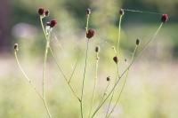 Sanguisorba officinalis