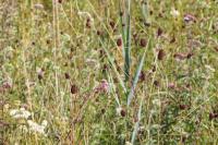 Sanguisorba officinalis