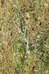 Sanguisorba officinalis