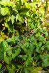 Mentha aquatica