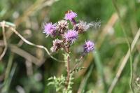 Cirsium arvense