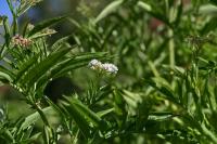Sambucus ebulus