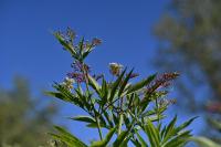 Sambucus ebulus
