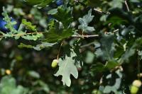 Quercus robur