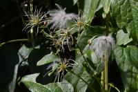Clematis vitalba