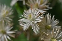 Clematis vitalba