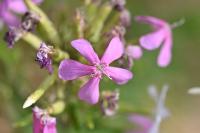 Saponaria officinalis